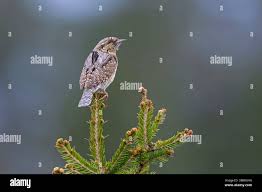 Attēlu rezultāti vaicājumam “Jynx torquilla adult”