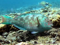 Image result for Calotomus carolinus