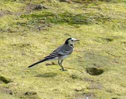 Attēlu rezultāti vaicājumam “Motacilla alba”