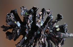 Attēlu rezultāti vaicājumam “Mollisia amenticola”