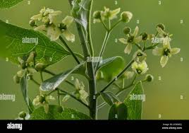 Attēlu rezultāti vaicājumam “Euonymus europaeus flower”