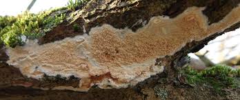 Attēlu rezultāti vaicājumam “Schizopora paradoxa”