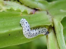 Attēlu rezultāti vaicājumam “Tenthredo scrophulariae larva”