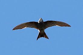 Image result for Apus pacificus