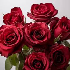 Image result for Red Rose Cc