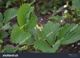 Attēlu rezultāti vaicājumam “Fragaria viridis leaf”