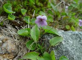 Attēlu rezultāti vaicājumam “Viola epipsila flower”