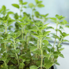 Image result for Majoran