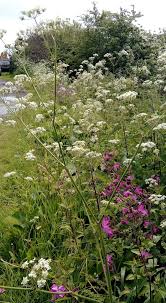 Attēlu rezultāti vaicājumam “Anthriscus sylvestris flower”