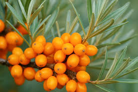 Attēlu rezultāti vaicājumam “Rhinanthus serotinus fruit”