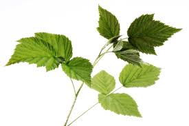 Attēlu rezultāti vaicājumam “Rubus idaeus leaf”