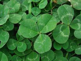 Attēlu rezultāti vaicājumam “Trifolium spadiceum leaf”