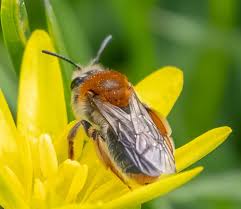 Attēlu rezultāti vaicājumam “Andrena haemorrhoa female”