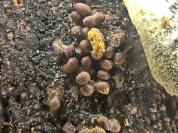 Attēlu rezultāti vaicājumam “Trichia scabra spores”