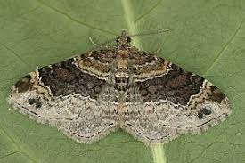 Attēlu rezultāti vaicājumam “Xanthorhoe ferrugata”