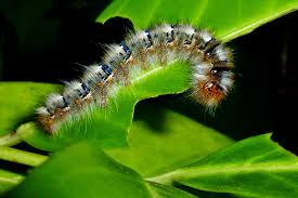 Attēlu rezultāti vaicājumam “Lasiocampa quercus”