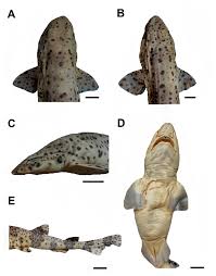 Image result for Scyliorhinus canicula