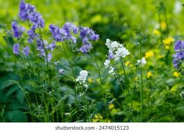 Image result for Polemonium coeruleum