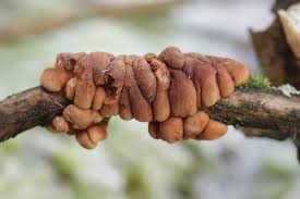Attēlu rezultāti vaicājumam “Hypocreopsis lichenoides”