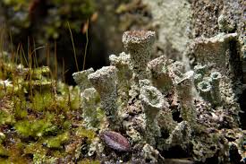 Attēlu rezultāti vaicājumam “Cladonia pyxidata”