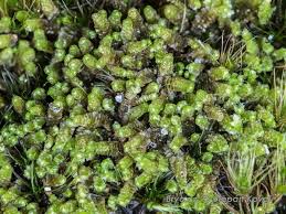 Attēlu rezultāti vaicājumam “Anastrophyllum minutum”