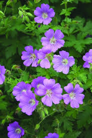 Image result for Geranium `Sandrine`