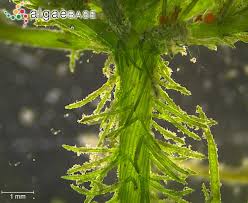 Attēlu rezultāti vaicājumam “Chara hispida”