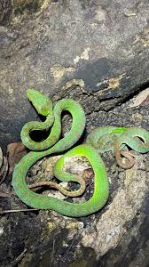 Attēlu rezultāti vaicājumam “Lycogala persicum young”