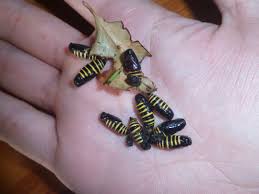 Attēlu rezultāti vaicājumam “Abraxas grossulariata larva”