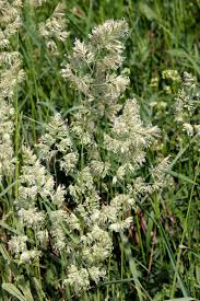 Attēlu rezultāti vaicājumam “Dactylis polygama”