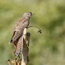 Attēlu rezultāti vaicājumam “Cuculus canorus”