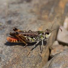 Attēlu rezultāti vaicājumam “Myrmeleotettix maculatus”