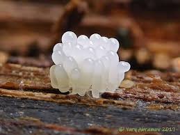 Attēlu rezultāti vaicājumam “Heterotrichia obvelata (syn. Arcyria obvelata)”