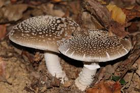 Attēlu rezultāti vaicājumam “Amanita excelsa”