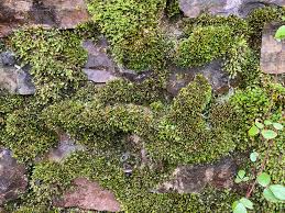 Attēlu rezultāti vaicājumam “Fissidens adianthoides”