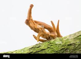 Attēlu rezultāti vaicājumam “Macrotyphula fistulosa var. contorta”