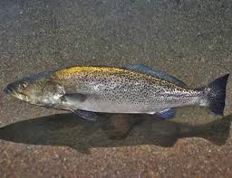 Image result for Cynoscion nebulosus