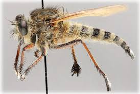 Attēlu rezultāti vaicājumam “Tetanops myopina”