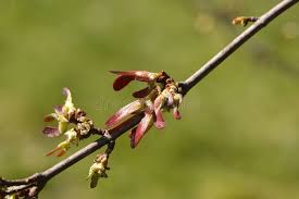 Attēlu rezultāti vaicājumam “Acer saccharinum fruit”