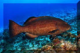 Image result for Mycteroperca interstitialis