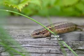 Attēlu rezultāti vaicājumam “Lacerta vivipara female”