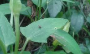 Attēlu rezultāti vaicājumam “Protapion sp.”