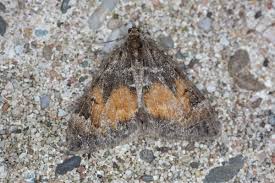 Attēlu rezultāti vaicājumam “Dysstroma truncata”