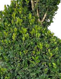 Attēlu rezultāti vaicājumam “Buxus sempervirens”