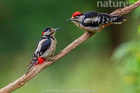 Attēlu rezultāti vaicājumam “Dendrocopos major”