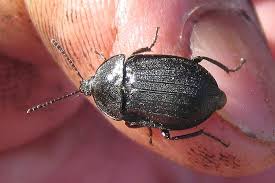 Attēlu rezultāti vaicājumam “Phosphuga atrata”