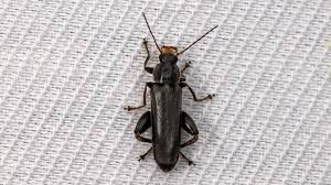 Attēlu rezultāti vaicājumam “Melandryidae”