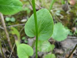 Attēlu rezultāti vaicājumam “Parnassia palustris leaf”