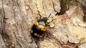 Attēlu rezultāti vaicājumam “Diaperis boleti”