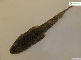 Image result for Myoxocephalus quadricornis